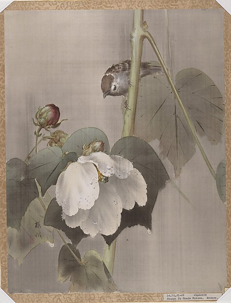 雨中の芙蓉