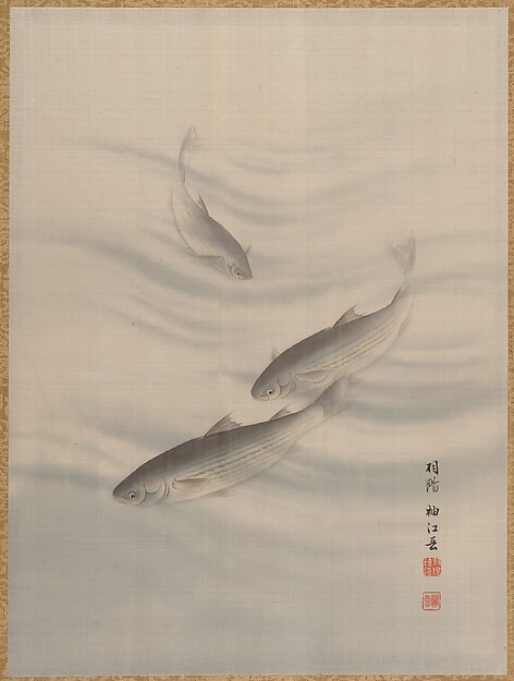 泳ぐ魚