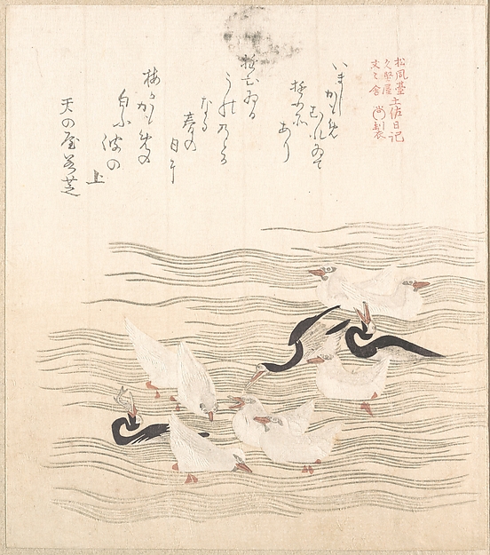 水に戯れる鴎