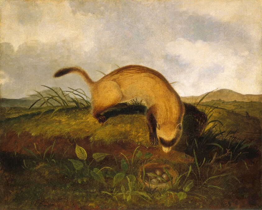 Black-Footed Ferret