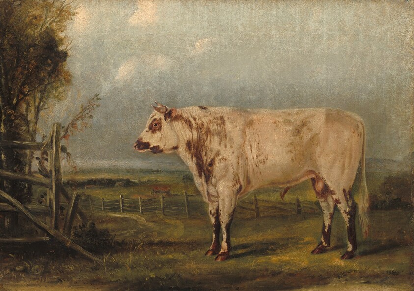 A Young Bull