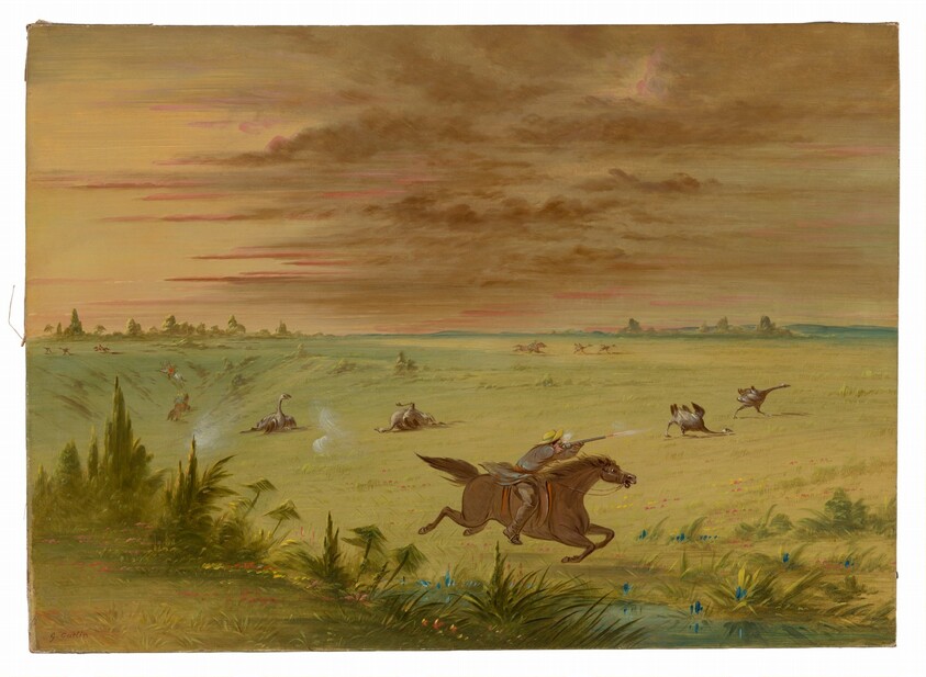 Ostrich Chase, Buenos Aires - Auca
