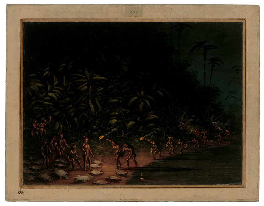Turtle Hunt