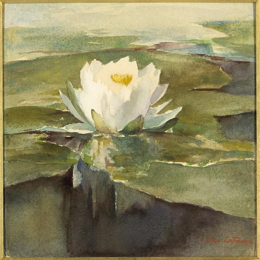 陽光の中の睡蓮