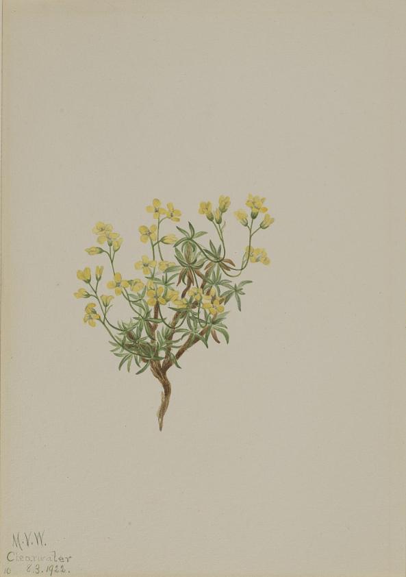 イエロー・ウィローグラス