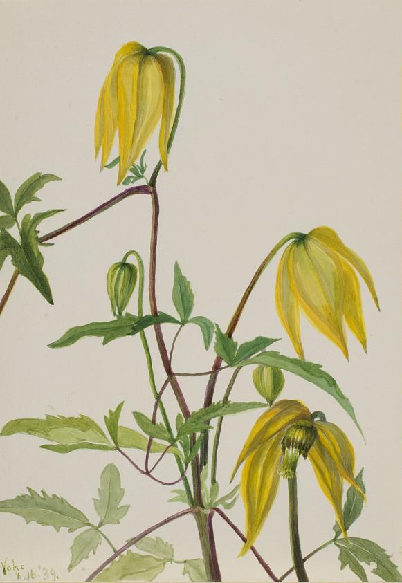 無題（植物の習作）