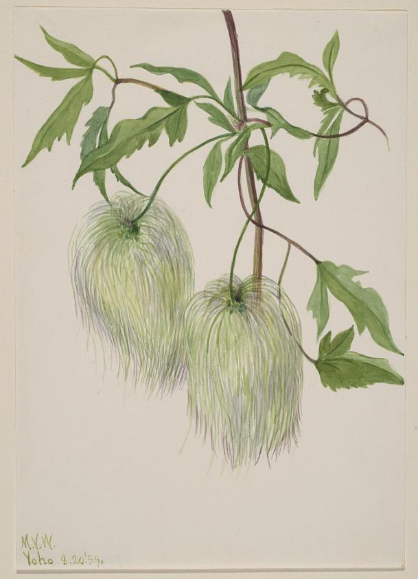 無題（植物の習作）