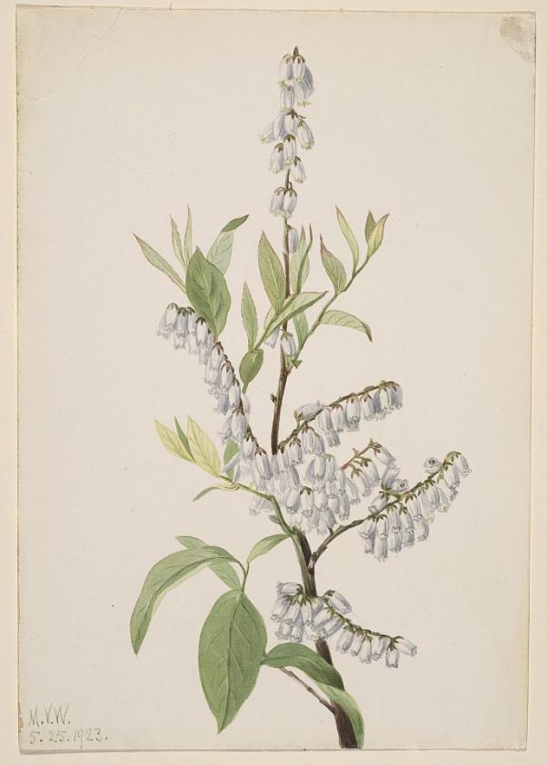無題（植物の習作）