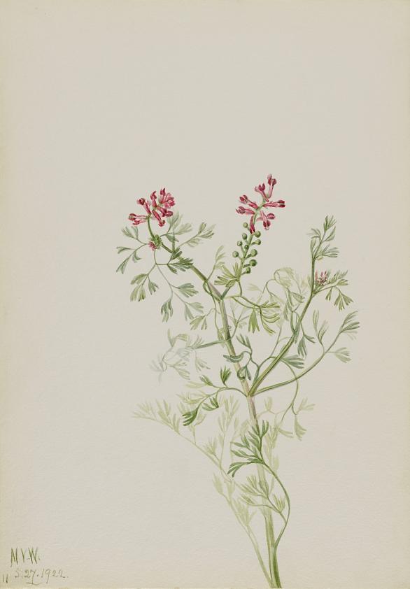 無題（植物の習作）