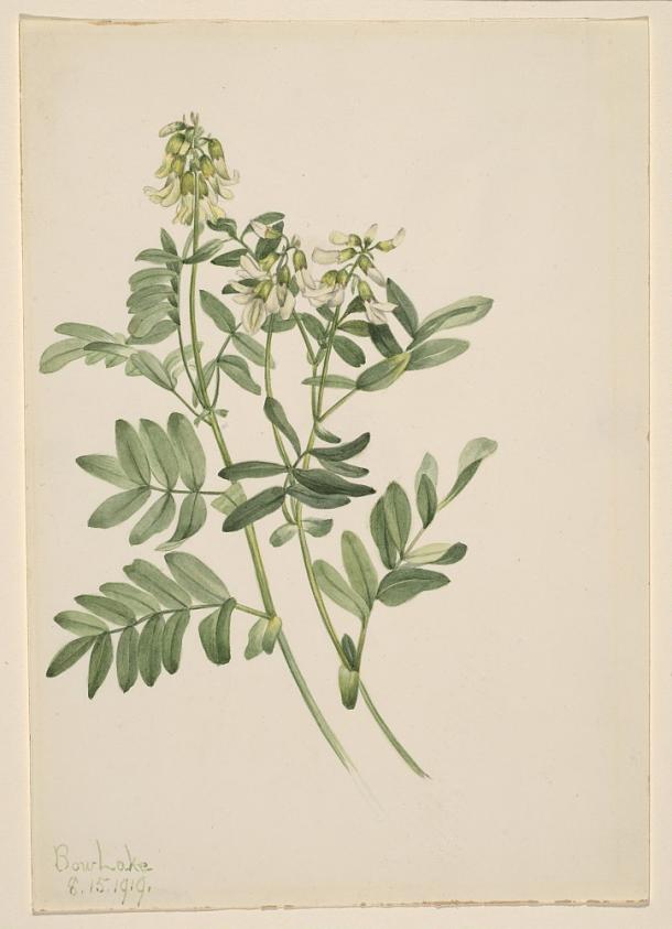 無題（植物の習作）