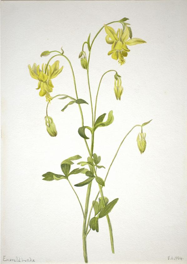 無題（植物の習作）