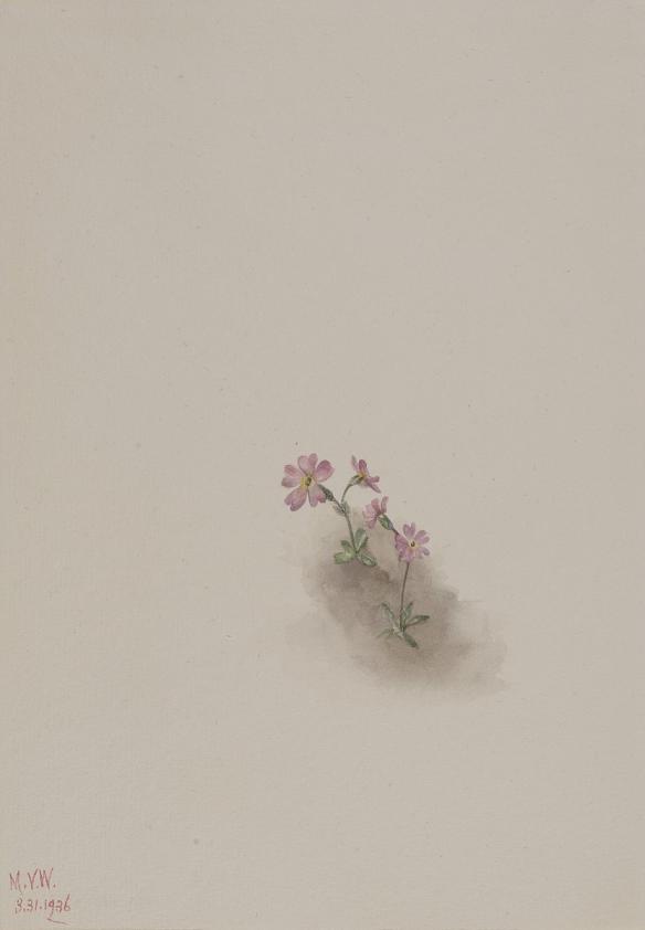 無題(花の習作)