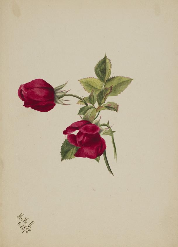 無題(薔薇)