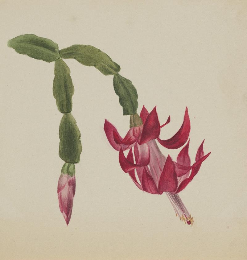 無題（花の習作）