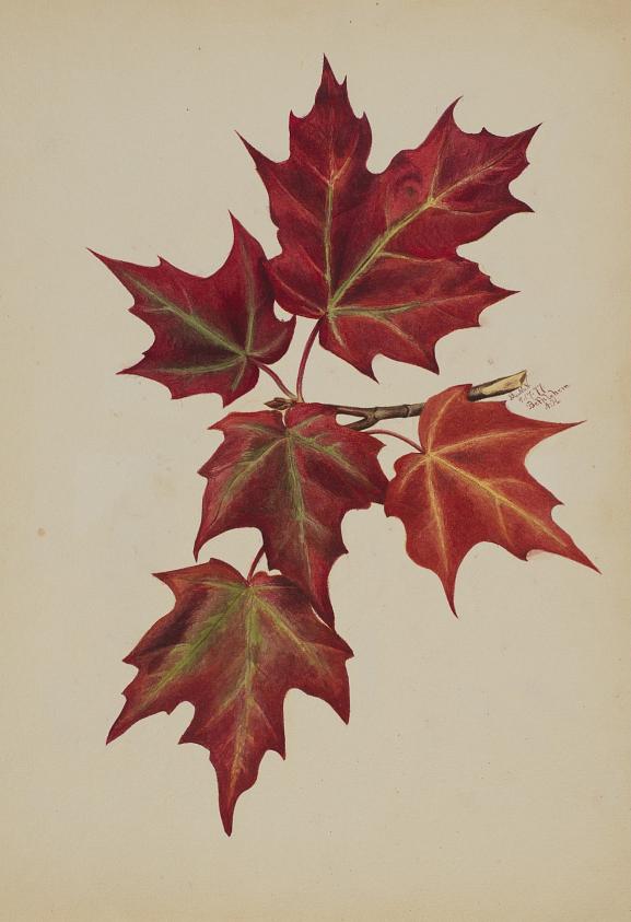 無題（紅葉）