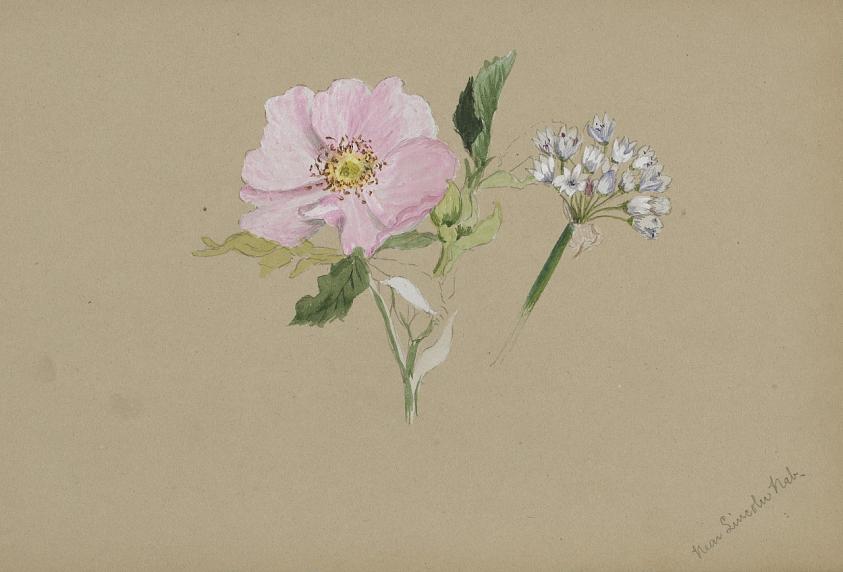 無題（花の習作）