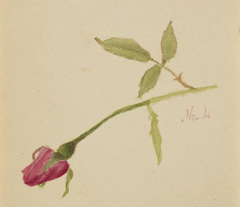 無題（薔薇）