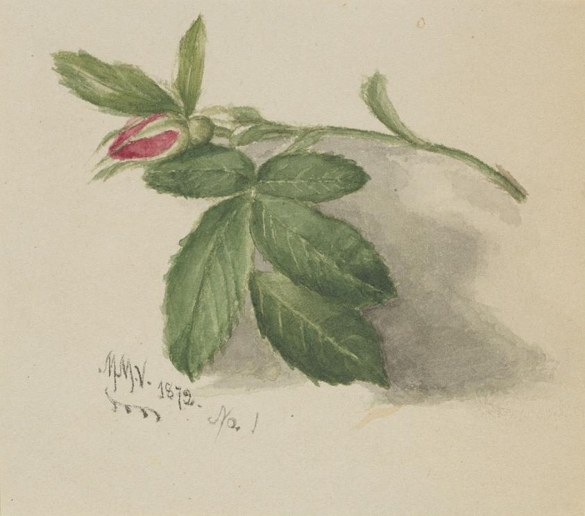 薔薇の蕾