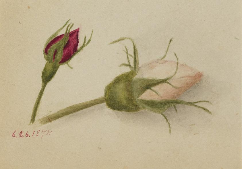 無題(薔薇の蕾)