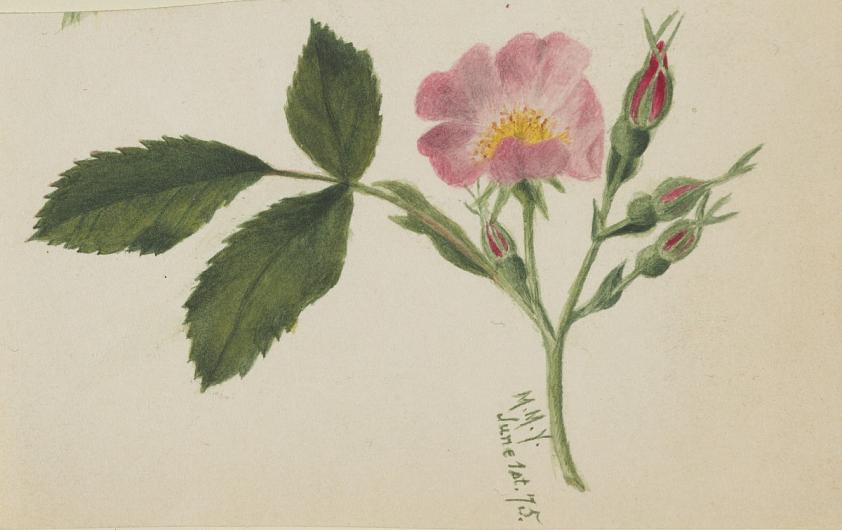 ピンクの薔薇